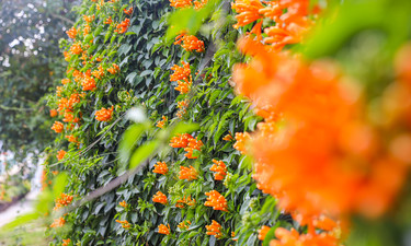 钦州9岁女童被同学撞倒去世捐献7个器官，后续：涉事学校道歉并赔偿