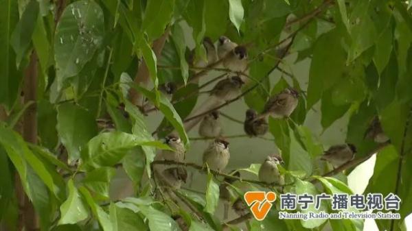 数百只麻雀定时来觅食,南宁这个小区成“鸟儿食堂”