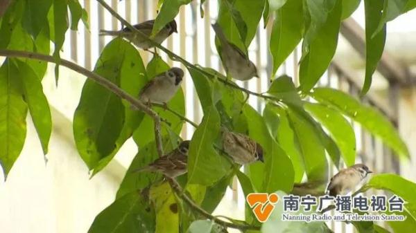 数百只麻雀定时来觅食,南宁这个小区成“鸟儿食堂”