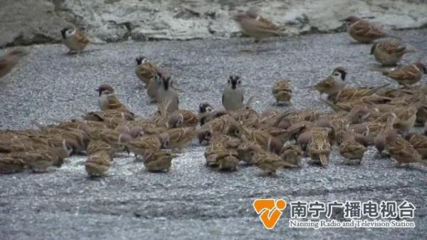 数百只麻雀定时来觅食,南宁这个小区成“鸟儿食堂”
