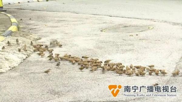 数百只麻雀定时来觅食,南宁这个小区成“鸟儿食堂”