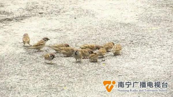 数百只麻雀定时来觅食,南宁这个小区成“鸟儿食堂”