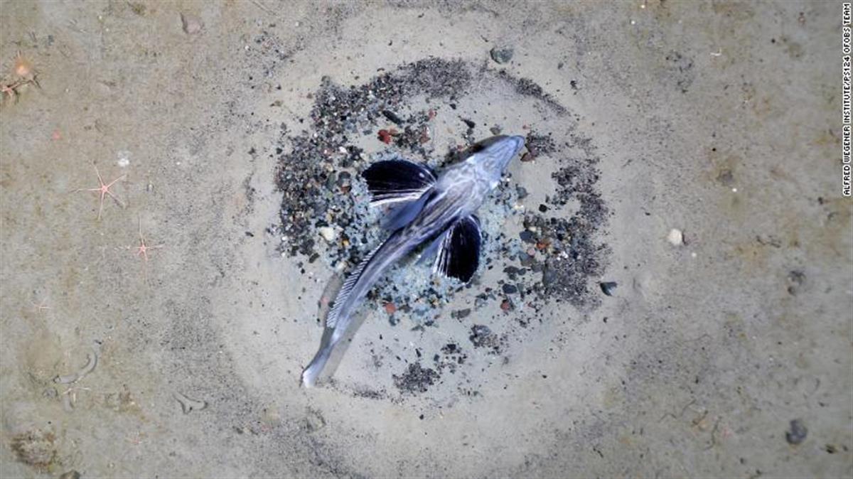 南极的鱼会用石子筑巢产卵，科学家发现6000万个鱼巢