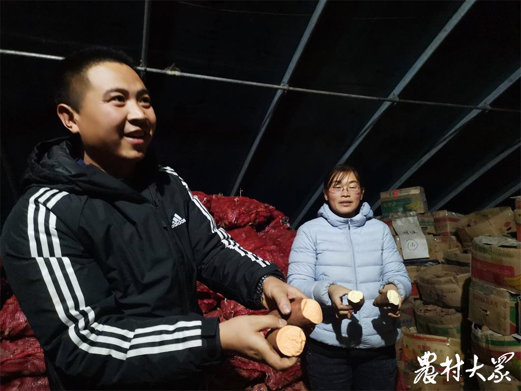 賣烤地瓜掙了錢，回鄉(xiāng)搞地瓜育種，這個(gè)農(nóng)民工和“地瓜”杠上了