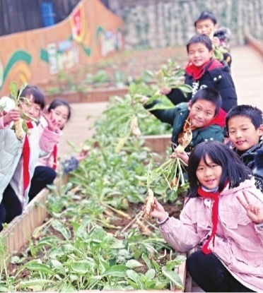 学期末忙着拔萝卜摘菜薹，小学生将亲手种的菜端上餐桌