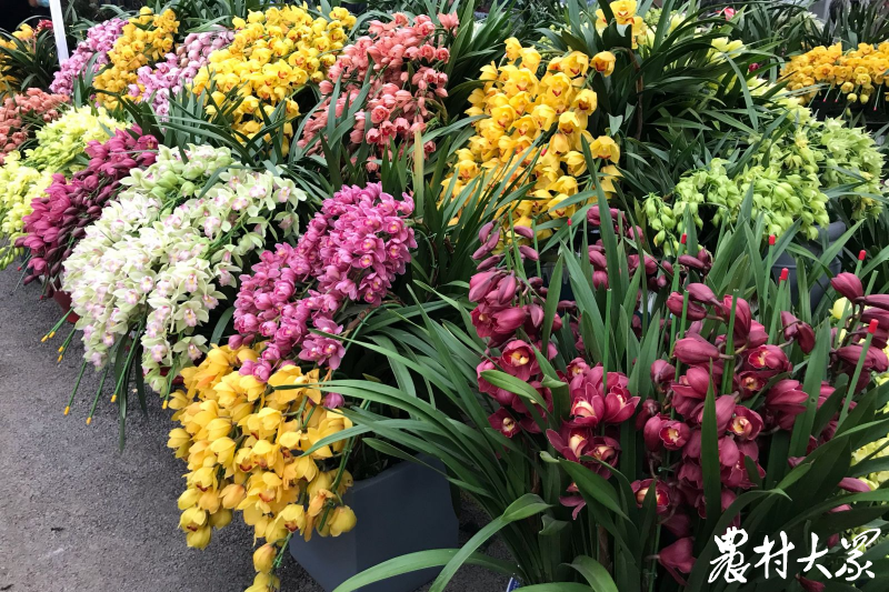 东营花卉市场(东营花卉市场批发)