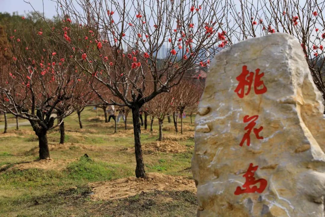 桃之夭夭 灼灼其华！七星岩桃花满树，万枝丹彩灼春融！
