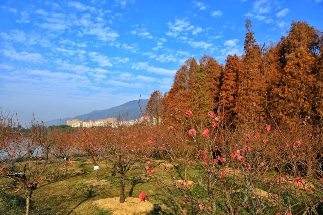 桃之夭夭 灼灼其华！七星岩桃花满树，万枝丹彩灼春融！