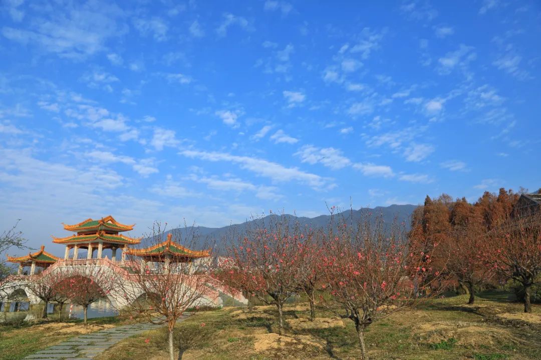 桃之夭夭 灼灼其华！七星岩桃花满树，万枝丹彩灼春融！