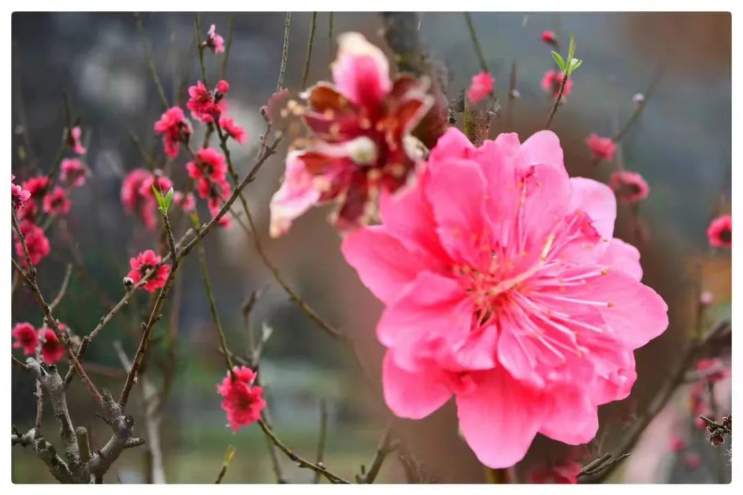 桃之夭夭 灼灼其华！七星岩桃花满树，万枝丹彩灼春融！