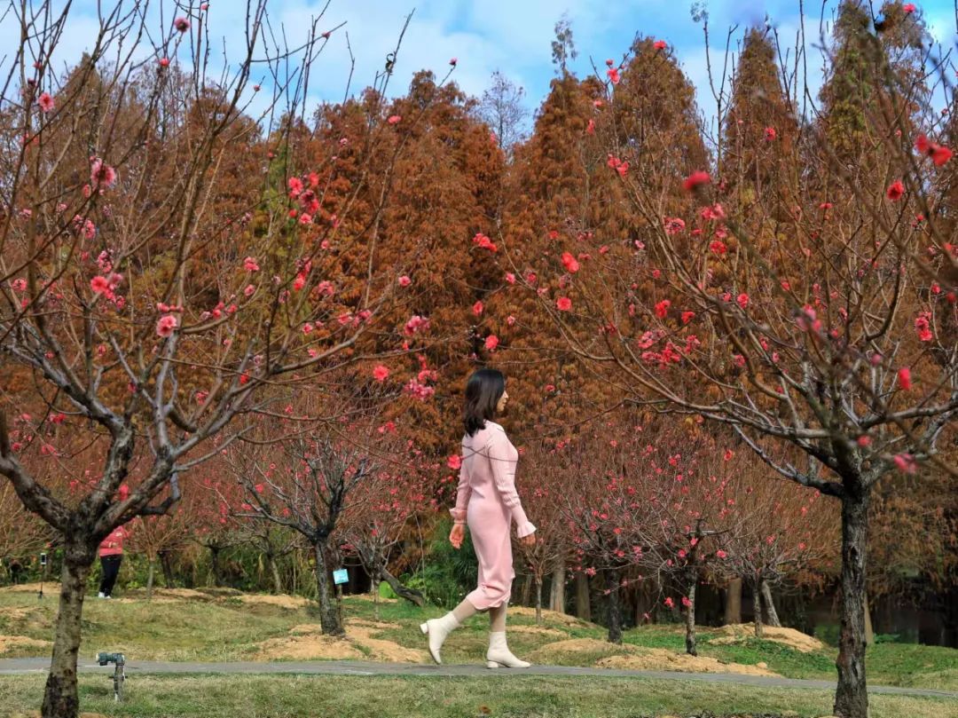 桃之夭夭 灼灼其华！七星岩桃花满树，万枝丹彩灼春融！
