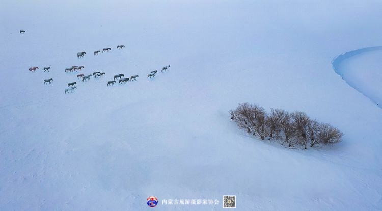 静谧风韵芳菲醉 雪色草原唤岁来