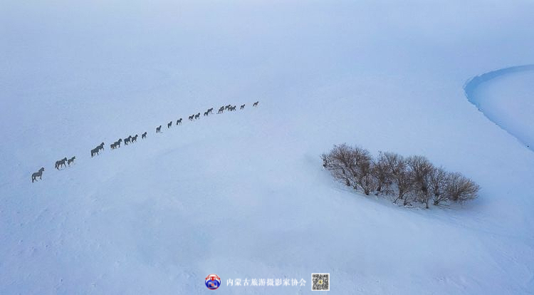 静谧风韵芳菲醉 雪色草原唤岁来