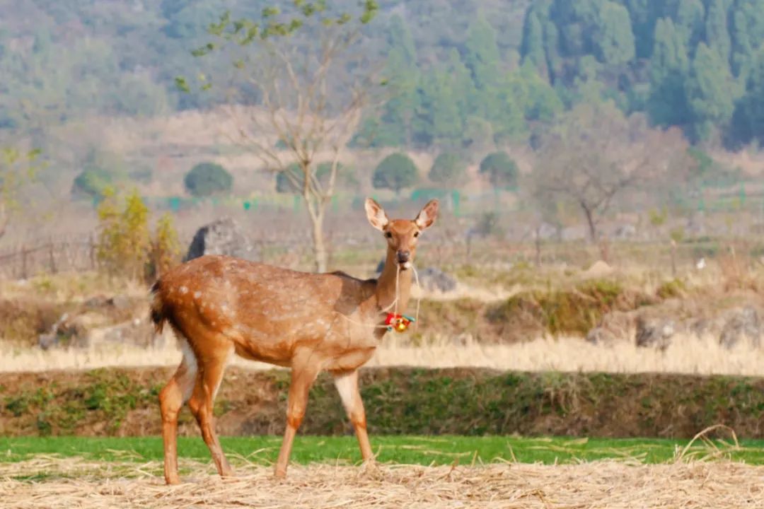 桂林的乐园，是又温柔又童真的“治愈系”存在 | 春节在广西怎么玩