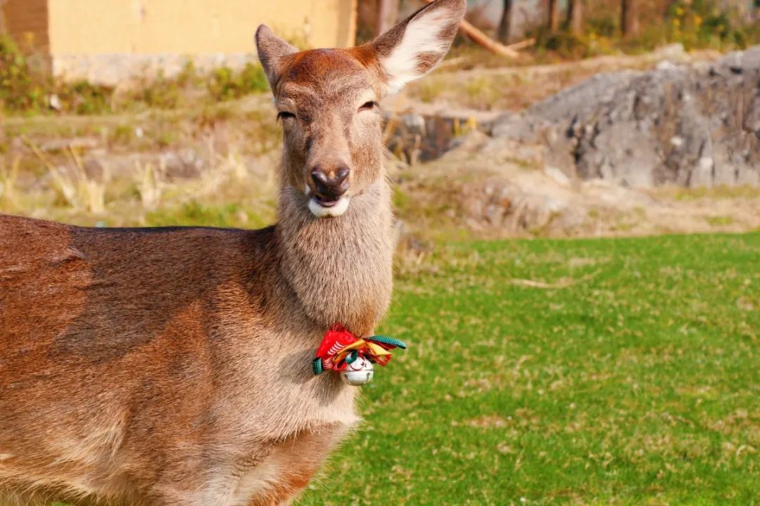 桂林的乐园，是又温柔又童真的“治愈系”存在 | 春节在广西怎么玩