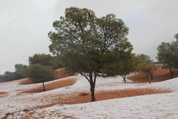 合肥都没下雪，撒哈拉沙漠居然先下了！网友：骆驼一脸懵