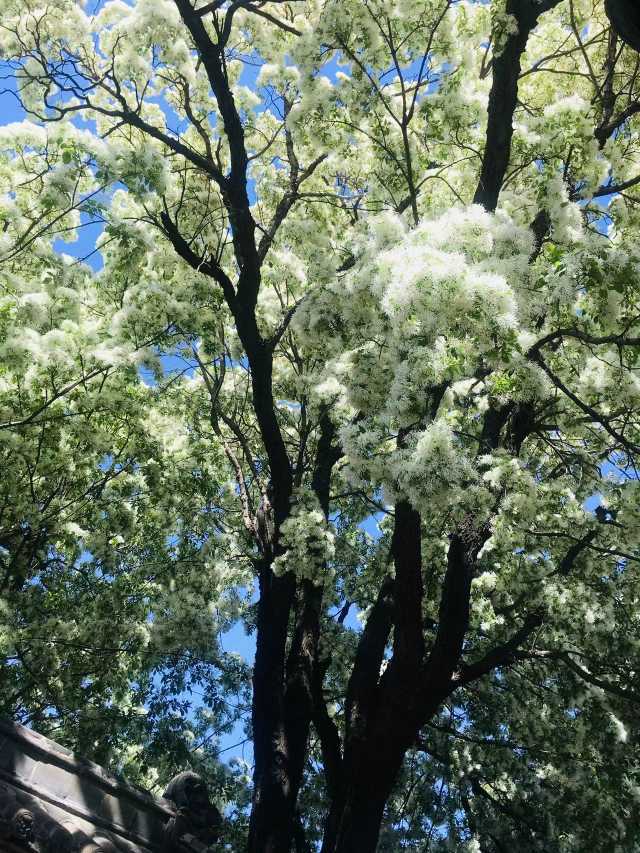 齐鲁青未了｜最美流苏花（陈树彬）