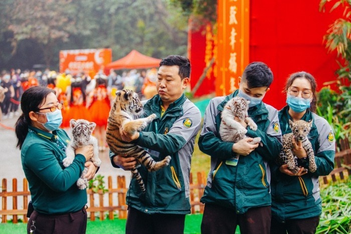 虎年大吉迁新居 空中看虎新玩法游玩科普两不误