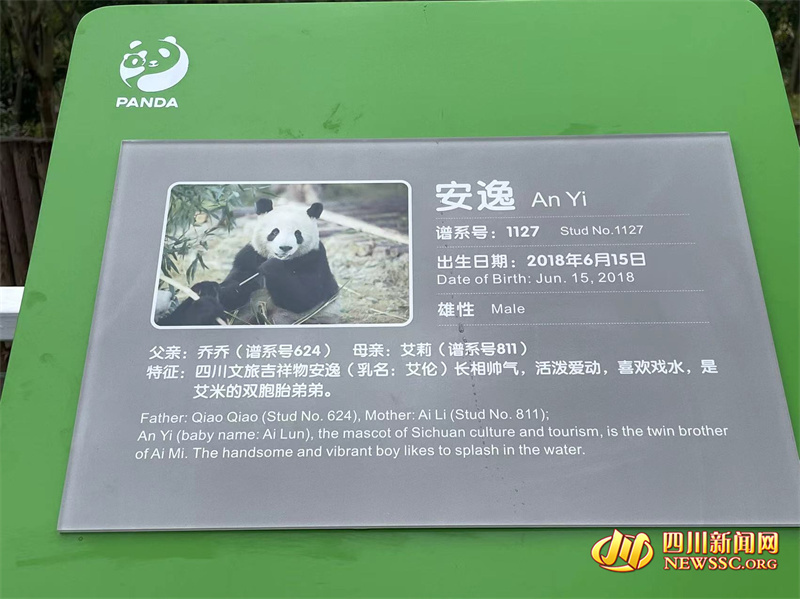 有一种“安逸”叫Panda 这位四川文旅吉祥物也太乖了
