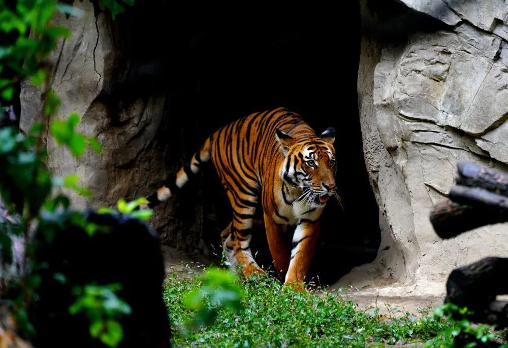 数量最多的虎、个头最大的虎……都是什么虎？