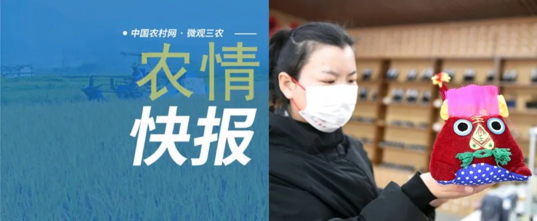 农情快报〔2022.2.7〕2022年黑龙江大豆补贴每亩高于玉米200元左右