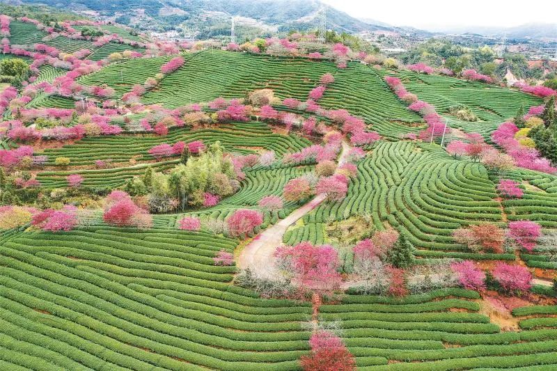 農(nóng)情快報(bào)〔2022.2.16〕河南給小麥生產(chǎn)安全備足“保健經(jīng)費(fèi)”