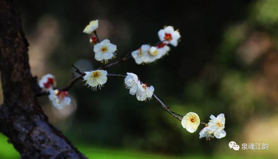 青未了 | 花甲之年，一手烟火，一手诗意