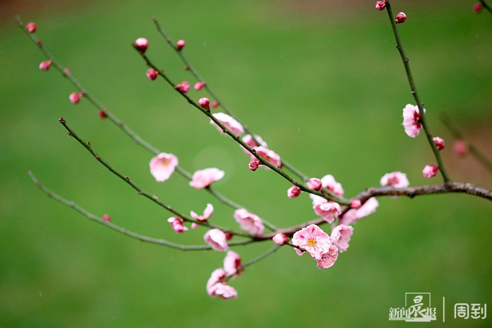 雨中赏梅别有一番意境，周到君教你拍摄出清新脱俗梅花作品 | 晨镜头