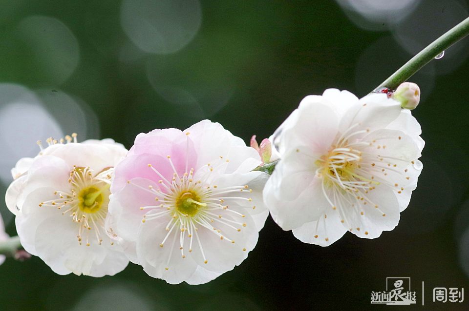 雨中赏梅别有一番意境,周到君教你拍摄出清新脱俗梅花作品 | 晨镜头