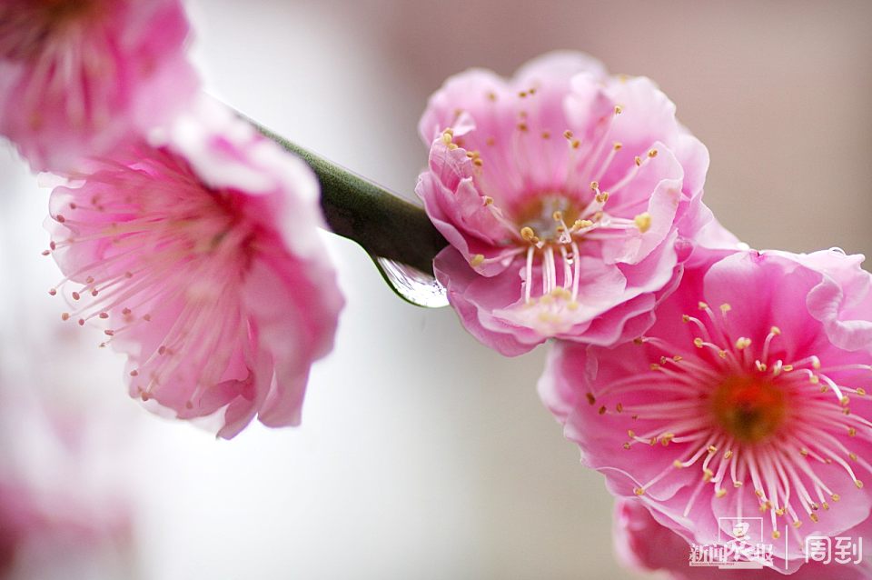 雨中赏梅别有一番意境,周到君教你拍摄出清新脱俗梅花作品 | 晨镜头