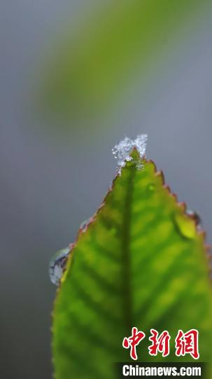 微距镜头下的雪花宛若白色精灵