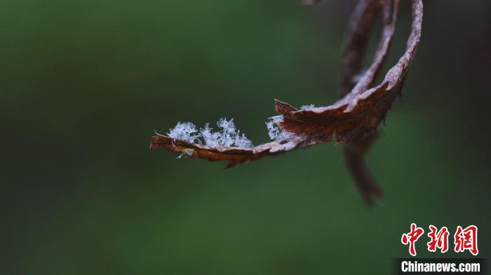 微距镜头下的雪花宛若白色精灵