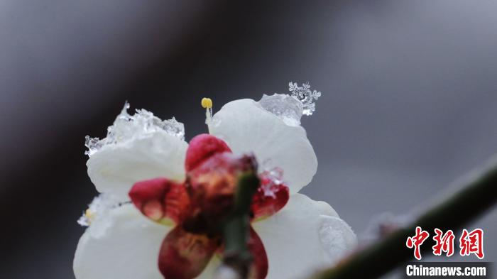 微距镜头下的雪花宛若白色精灵