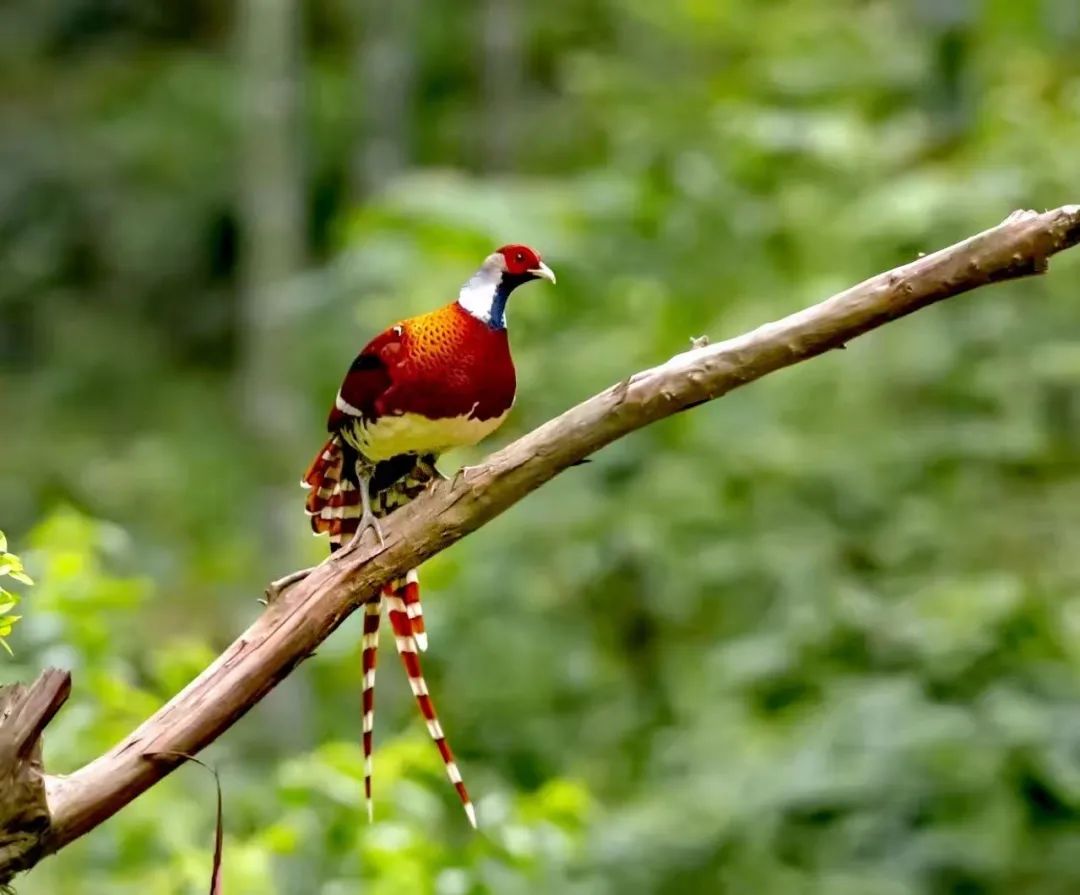 去永安，来一场开「盲盒」式的旅行