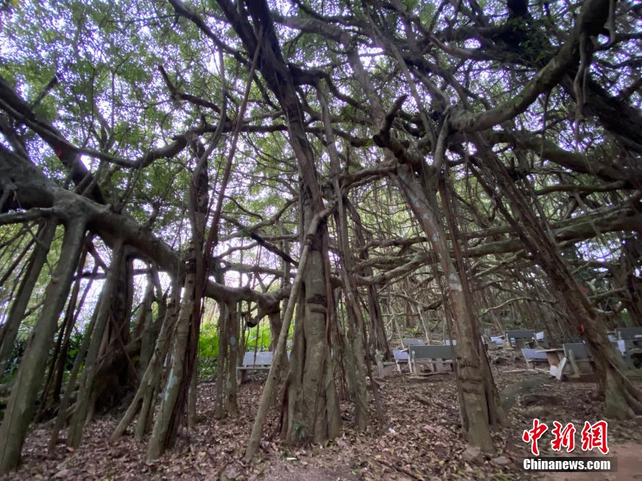 独木成林是什么树（一颗树占地近10亩成奇观）