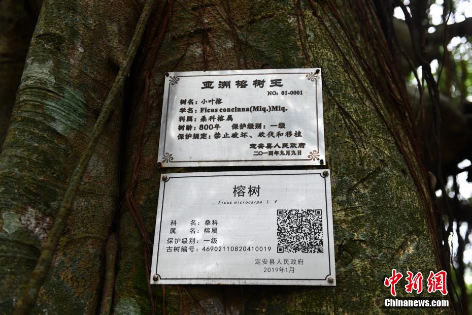 独木成林是什么树（一颗树占地近10亩成奇观）