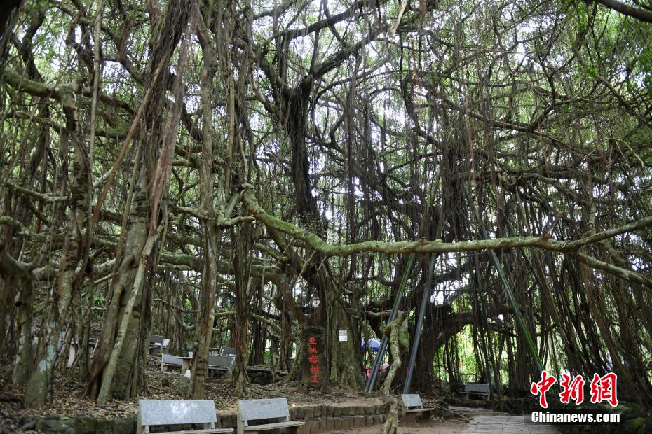 独木成林是什么树（一颗树占地近10亩成奇观）