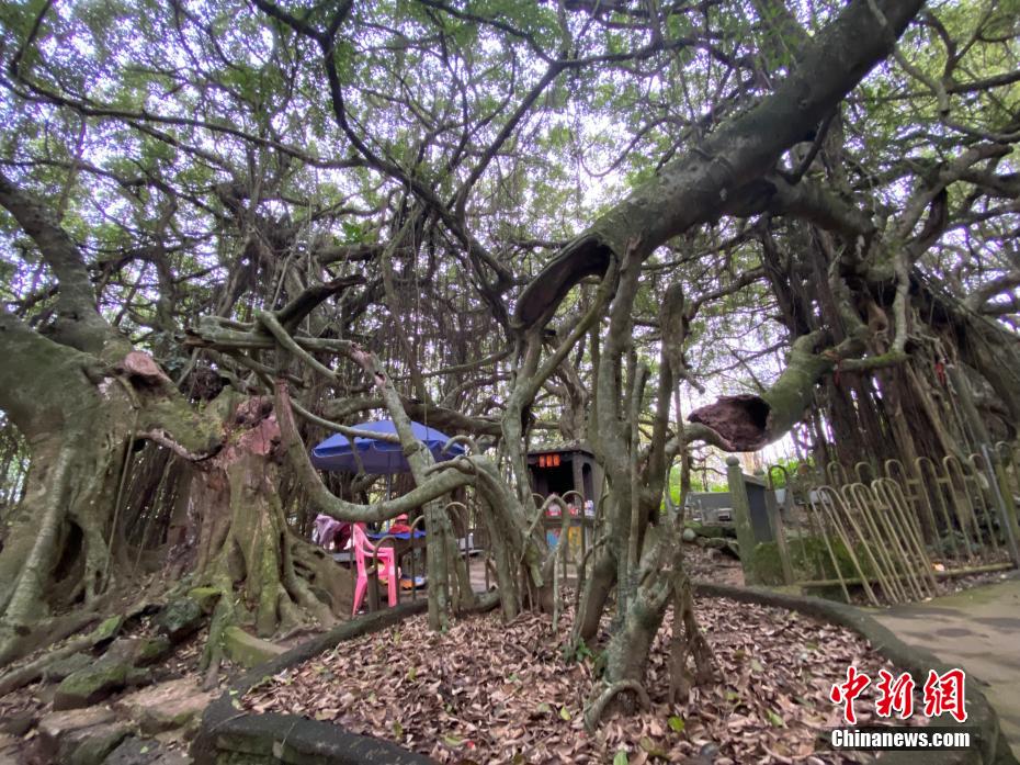 独木成林是什么树（一颗树占地近10亩成奇观）