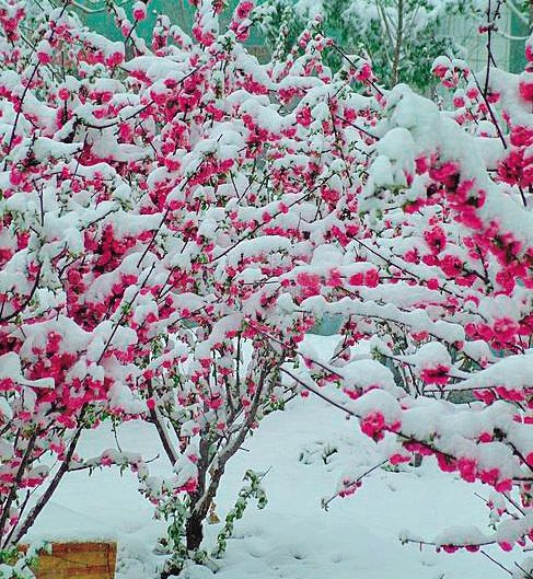 美文欣赏：早春的雪