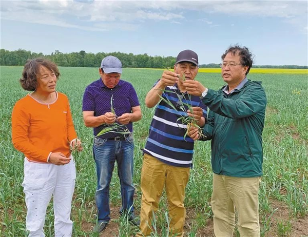 楊凌示范區(qū)：在干旱半干旱土地上種出中高產(chǎn)糧食