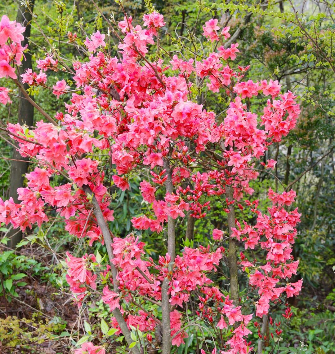 春游正当时！赏花、爬山...春季打卡好“趣”处！