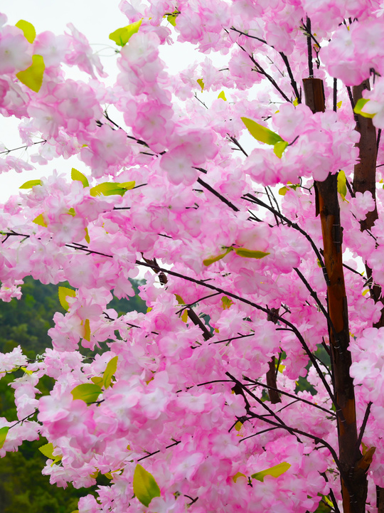 春游正当时！赏花、爬山...春季打卡好“趣”处！