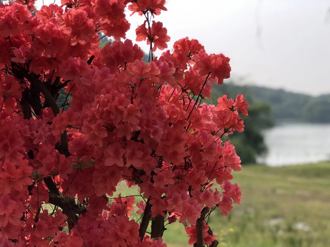 春游正当时！赏花、爬山...春季打卡好“趣”处！