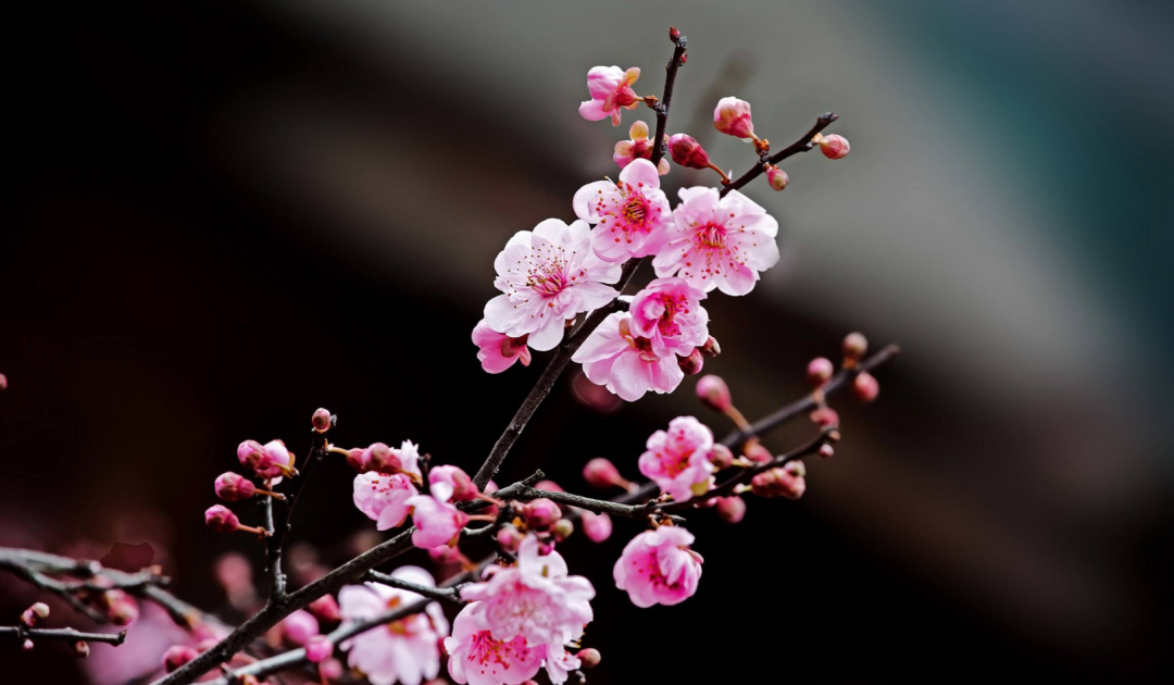 春游正当时！赏花、爬山...春季打卡好“趣”处！