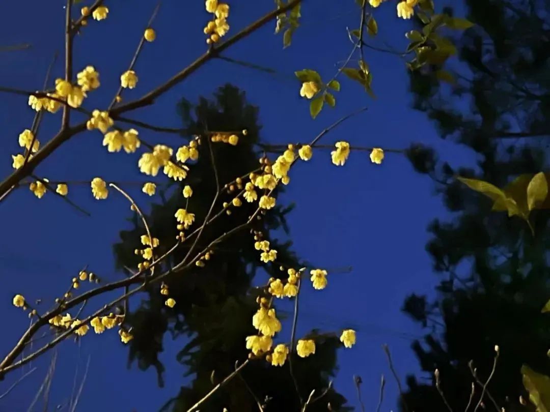 春游正当时！赏花、爬山...春季打卡好“趣”处！