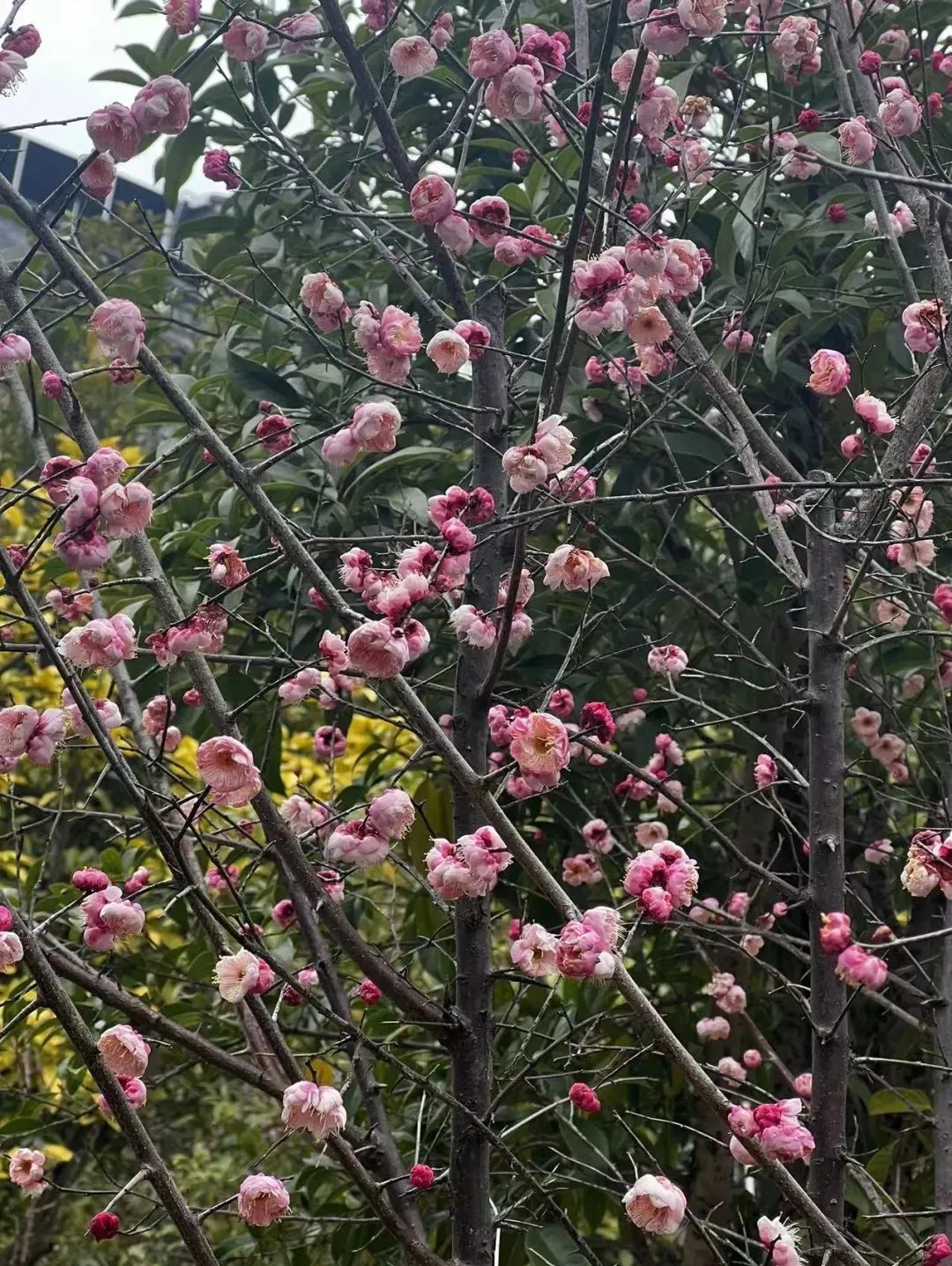 春游正当时！赏花、爬山...春季打卡好“趣”处！