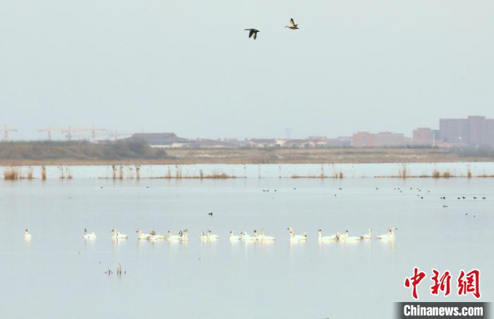 天鹅“打卡”衡水湖 京津冀最美湿地成“网红客栈”