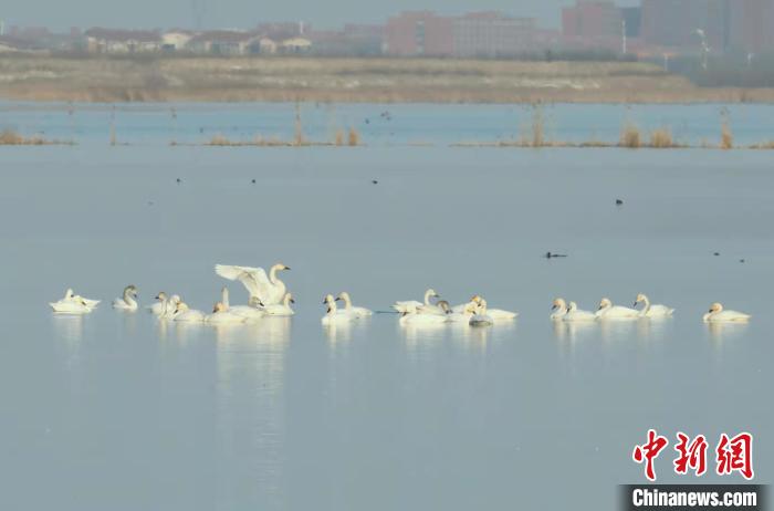 天鹅“打卡”衡水湖 京津冀最美湿地成“网红客栈”