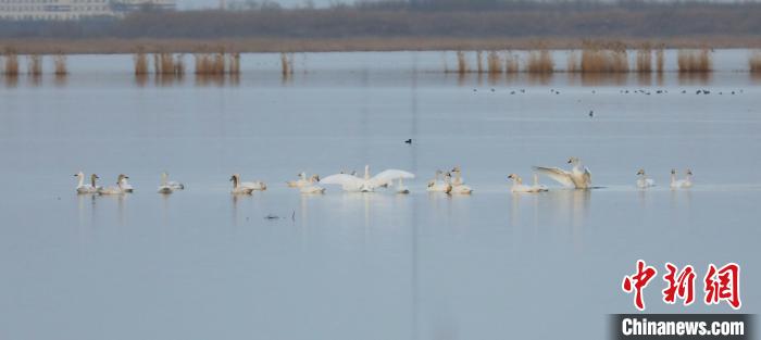 天鹅“打卡”衡水湖 京津冀最美湿地成“网红客栈”