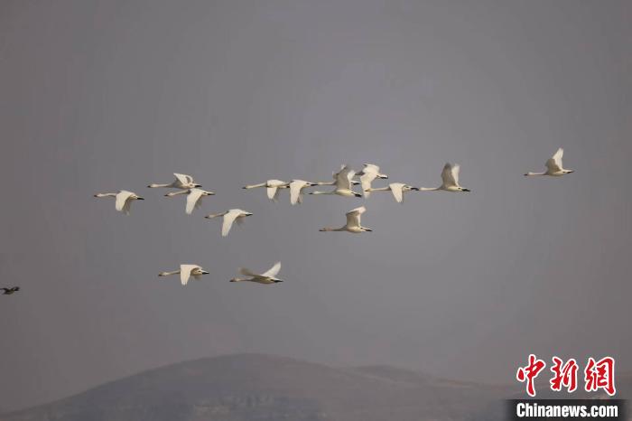 大天鹅(生态环境改善 300余只大天鹅“打卡”山西广灵壶流河湿地)